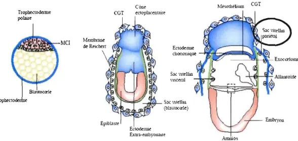 Figure  1.5  Développement  des  structures  formant  le  placenta  de  la  souris.  Une  fois  le  huitième  jour  atteint,  le  placenta  est  complètement  formé