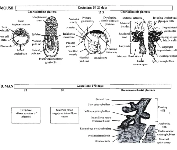 Figure  1,6 Comparaison entre le  développement évolutif du  placenta de  souris et celui  de  l'humain [42],  Description  des  différents types cellulaires  composant  le  placenta  de  souris  au  cours  des 20 jours de gestation et du placenta humain a