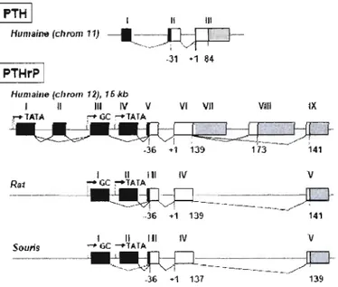 Figure  1.8 Comparaison  de  la  structure  du  gène  de  la  PTHrP  à  celle  de  la  PTH  [85]