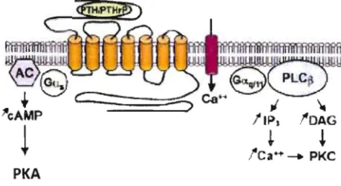 Figure  1.9 Les  effecteurs situés  en  aval  du  récepteur  à  la  PTHrP  [98].  Lors  de  la  liaison  de  la  PTHrP  sur  son  récepteur le  PTHIR,  2 voies  de signalisation  peuvent être activées:  l'adénylate cyclase  et  la  phospholipase  C