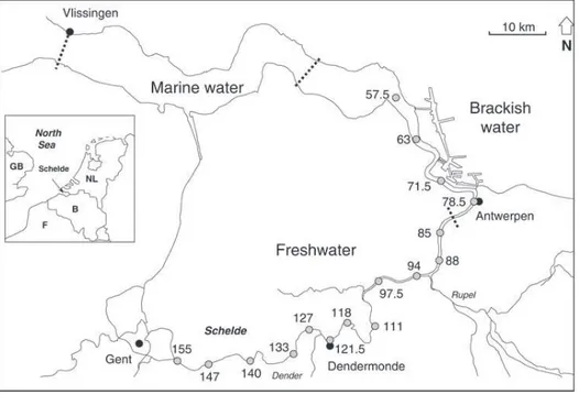 Fig. 1. Map of the Schelde estuary indicating the marine, brackish and freshwater stretches, and the positions of the sampling stations (white circles)