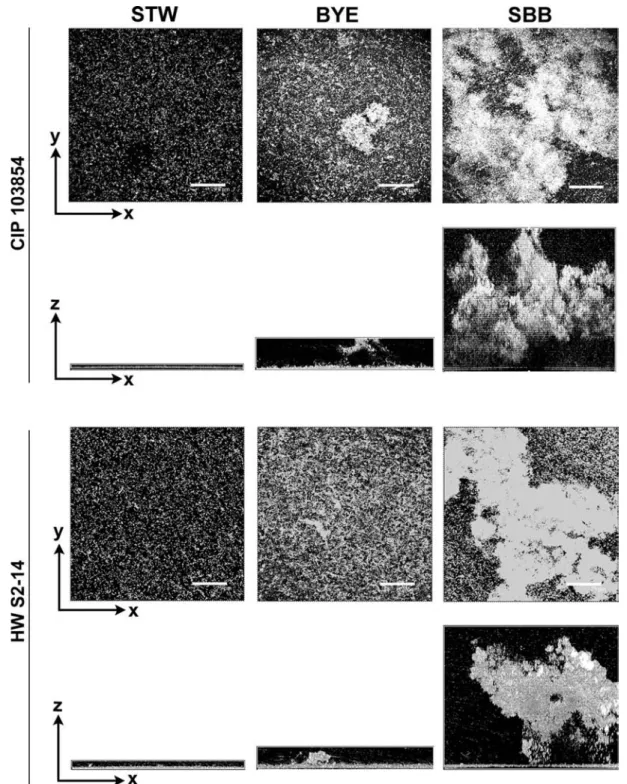 Figure 1. Analyses of 6-day-old bioﬁlms of strain CIP 103854 (top) and HW S2-14 (bottom) produced in sterile tap water (left), buﬀered yeast extract (center) and supplemented bioﬁlm broth (right) starting from an inoculum of 10 6 cfu ml 71 