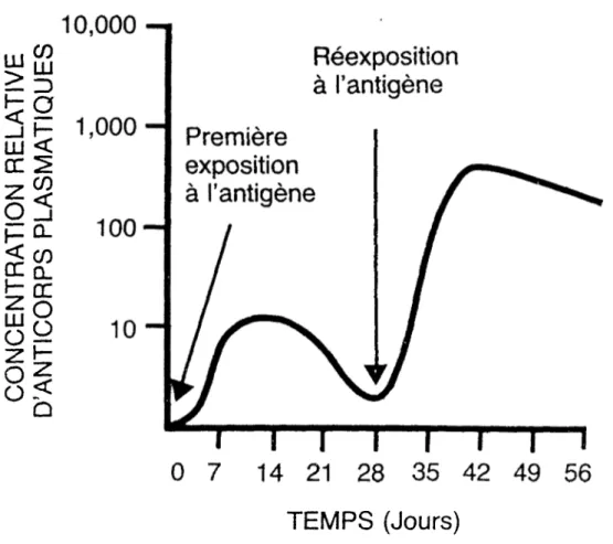 FIGURE 4. Concentration plasmatique d'anticorps en fonction du  temps et selon la stimulation antigénique.
