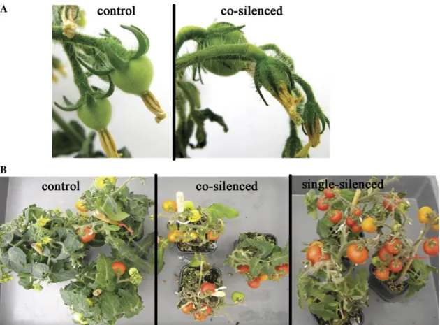 Table 2. Reduced flower formation and accelerated fruit ripening in EBF-silenced tomato plants