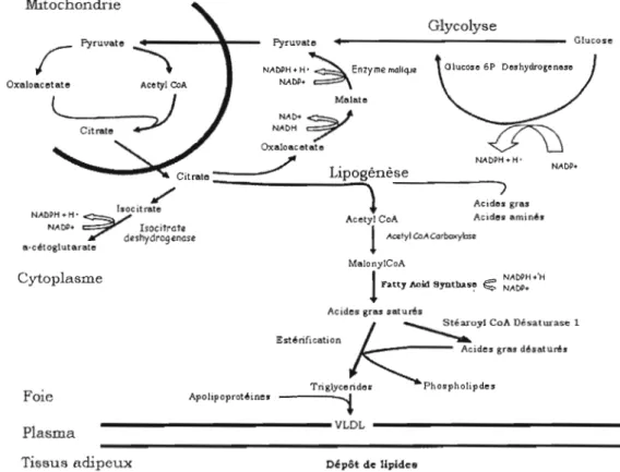 Figure  1 :  Schéma  de  la  lipogenèse  de  novo  hépatique  présentant  les  différents  précurseurs  des acides  gras ainsi que  les  enzymes  impliquées