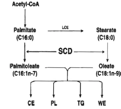 Figure  2:  Rôle  des  stéaroyl-CoA  désaturases  dans  la  lipogenèse  de  novo  menant  à  la  production  de  palmitoléate  et  d'oléate,  lesquels  entrent  dans  la  composition  des  esters  de  cholestérol  (CE),  des  phospholipides  (PL),  des  tr