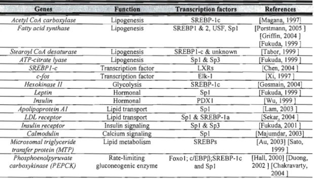 Tableau  II  :  Différents  gènes  régulés  transcriptionnellement  par  l'insuline  et  les  facteurs  de  transcription impliqués dans leur régulation