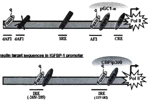 Figure 3:  Schéma des  promoteurs des gènes  PEPCK  et  IGFBPI 