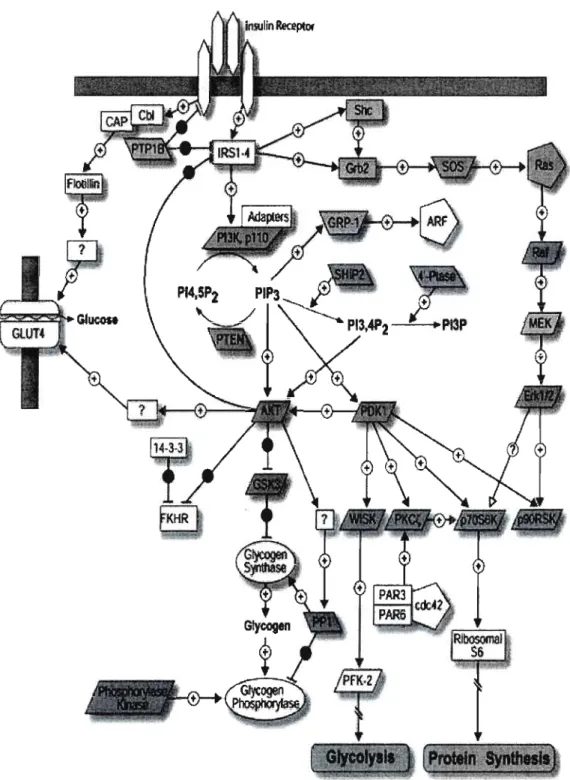 Figure 5 : Principales voies de signalisation par l'insuline: voies  PI3  kinase et MAP kinase
