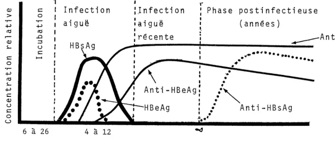 Figure 2: Schema typique de 11 evolution des marqueurs sérologiques chez  les malades présentant une hépatite B aiguë.