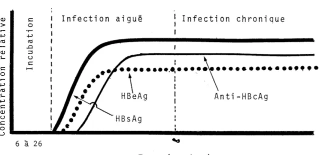 Figure 3: Profil sérologique d'un porteur d'HBsAG chronique: pas de  séroconversion | Infection chronique aiguë Infection HBeAg Anti-HBcAg HBsAg 6 à 26 Temps (semaines)