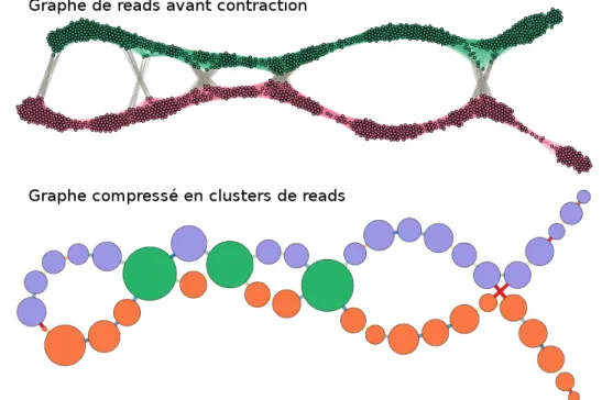 Figure 1: Contraction d’un graphe de read pour extraire les clusters à assembler ensuite.