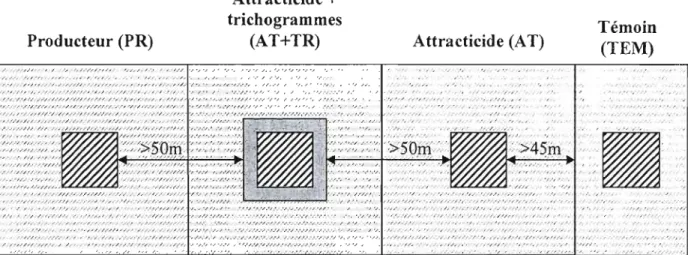 Figure  1.  Plan du dispositif expérimental (témoin TEM, attracticide AT,  attracticide + trichogrammes AT+TR, producteur PR) 