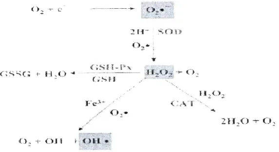 Figure  2.1  Production  et  élimination  d'espèces  réactives  de  l'oxygène  soit:  l'anion  superoxyde  (0 2 °1  le  peroxyde  d'hydrogène  (1-1  2 0  2)  et  le  radical  hydroxyl  (OHo)