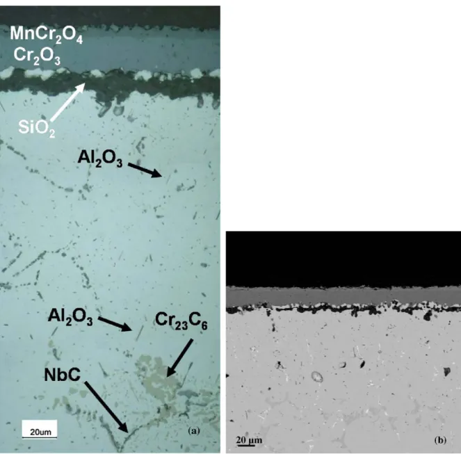 Fig. 2. Cross-sections of alloy surface after 1000 h reaction: (a) optical view, stain etched (b) back-scattered electron image.