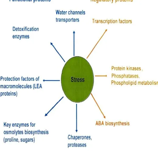 Figure 1:  Functions  of drought  and  cold  stress-inducible genes  in  stress  tolerance  and  response