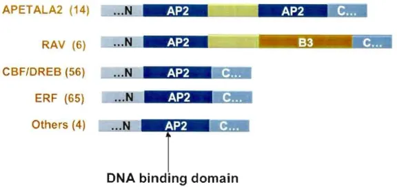 Figure  2:  Structural  organization  of  the  AP2  transcription  factors  (according  to  Sakuma et al 2002)