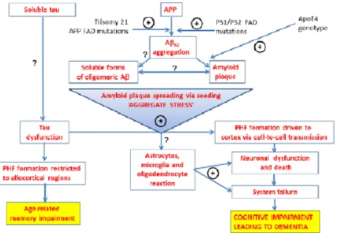 Figure  8  :  Hypothèses  modifiées  de  la  cascade  amyloïde.  D’après Karran E.  et al
