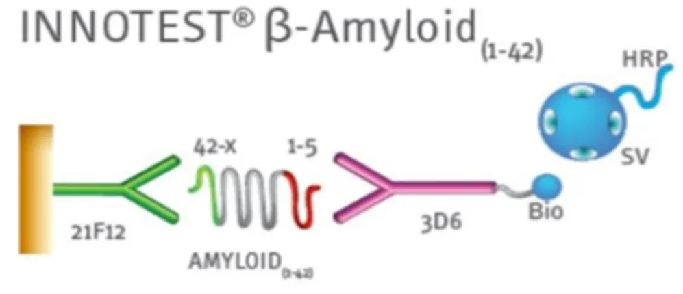 Figure 14 : Séquence des acides aminés du peptide Aβ 1-42  et anticorps utilisés dans  le kit INNOTEST ®  β-AMYLOID (1-42) 