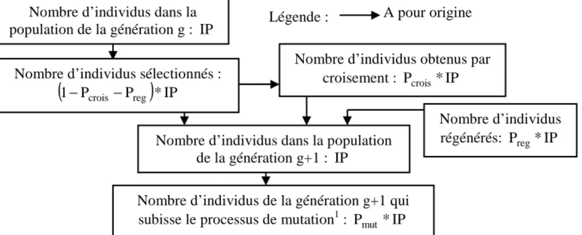 Figure 4 : Reconstitution des individus de la génération g à la génération g+1 
