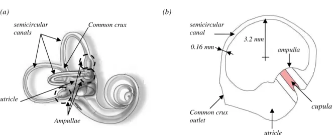 Figure 1. (a) Visualization of the inner ear and close-up sketch of the semicircular canals