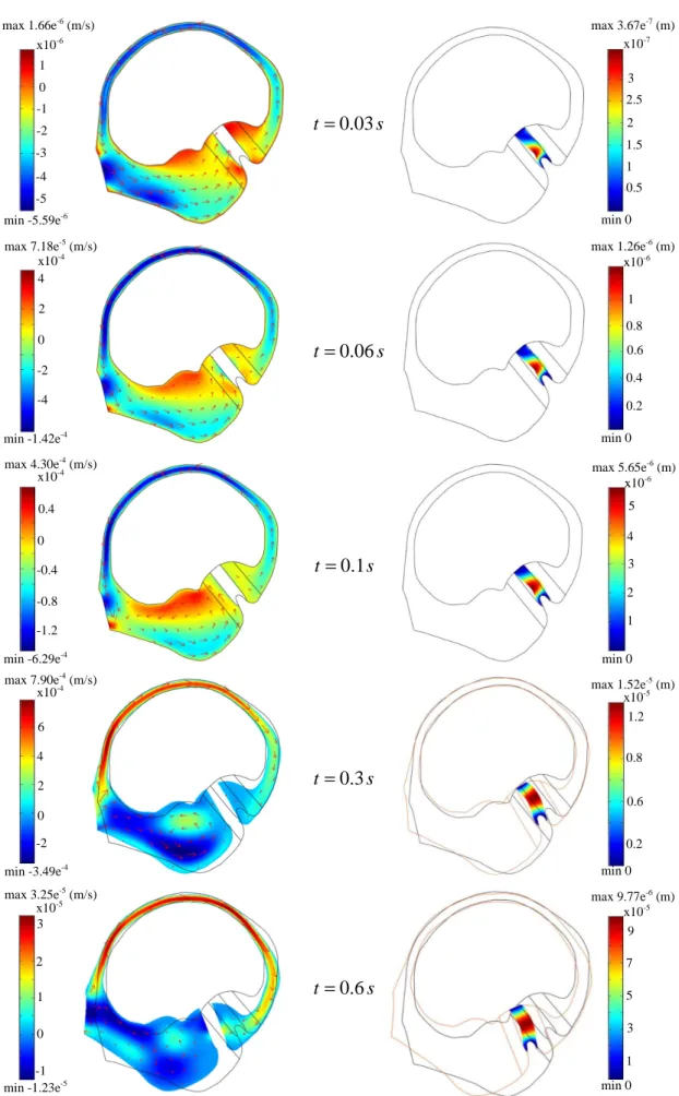 Figure 6. Fluid velocity (left) and cupula displacement (right) at the beginning of the rotation