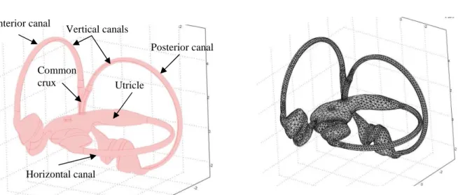 Figure 9. (a) Three-dimensional CAD model of the three SCCs + utricle +cupulae. (b) Mesh of the final three- three-dimensional model which consists of 45,408 quadratics elements representing 498,112 degrees of freedom