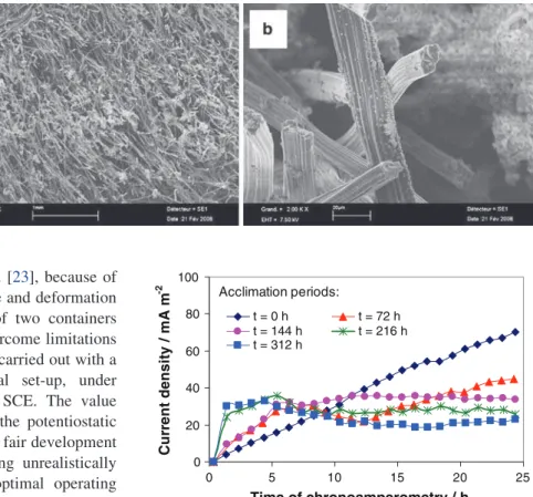 Fig. 2 Effect on current generation of acclimation of the inoculum to yogurt waste substrate