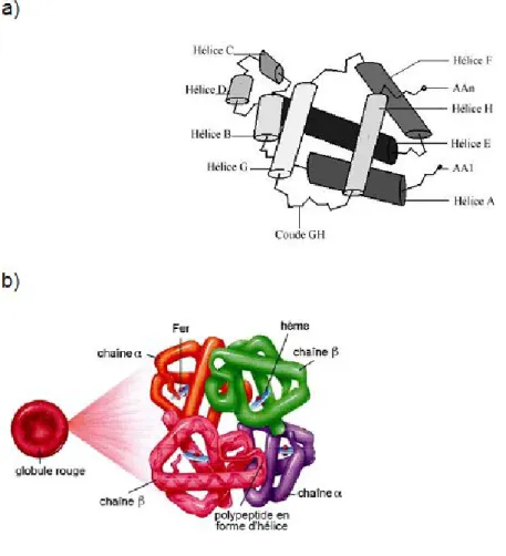 Figure 10 : Modélisation a) d’une chaîne de globine β humaine (14) et b) d’une  molécule tétramérique d’hémoglobine humaine(15) 