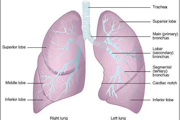 Figure 6 : Les divisions bronchiques et le poumon (21) 