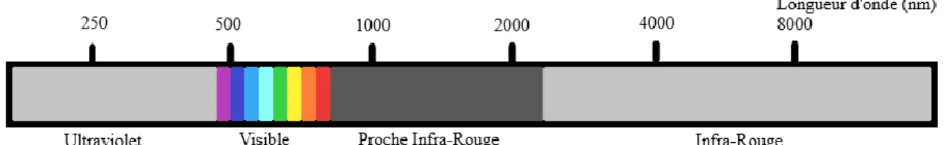 Figure 10 : Le spectre lumineux). 