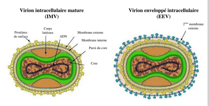 Figure 3 : Schéma d’un Poxvirus  D’après Swiss Institute of Bioinformatics [9] 