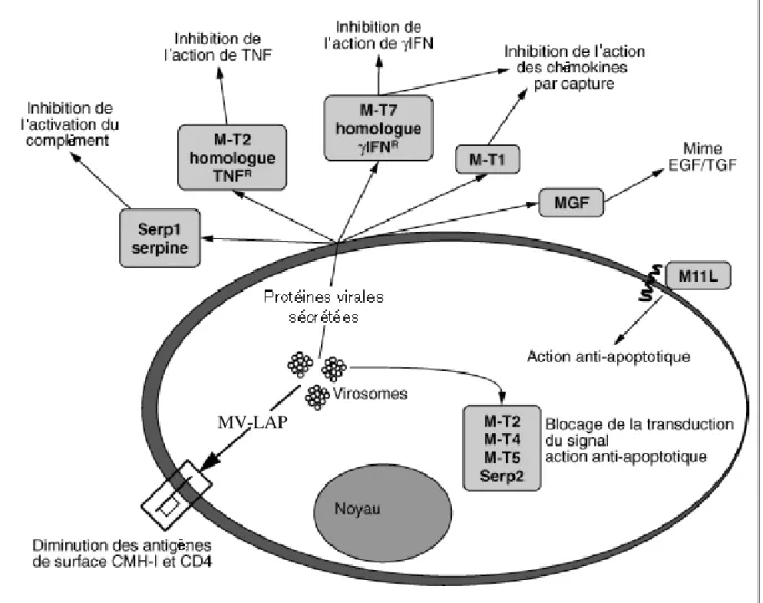 Figure 6 : Schéma récapitulatif des facteurs de virulence du virus myxomateux  D’après Messud-Petit, 2000 [12] et Collin, 2005 [13] 