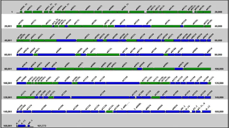 Figure 7 : Schéma de l’organisation génomique du virus Myxomateux souche  Lausanne 