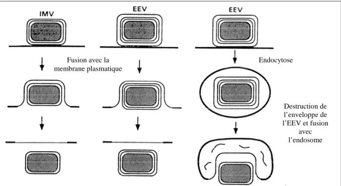 Figure 9 : Modèle d’entrée d’un Poxvirus : exemple du virus de la Vaccine  D’après Vandersplasschen, 1998 [17] Fusion avec la membrane plasmatique  Endocytose  Destruction de l’enveloppe de  l’EEV et fusion avec l’endosome 