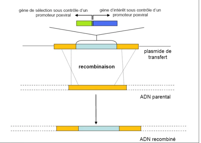 Figure 10 : Méthode de construction de Poxvirus recombinés  D’après Pignolet, 2007 [27] 