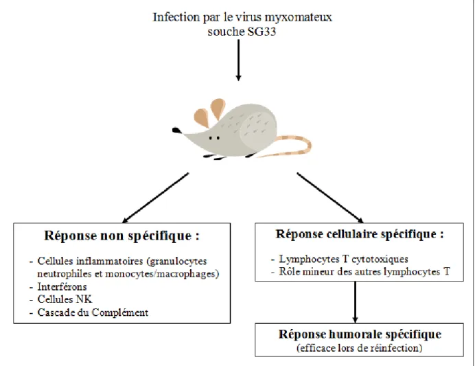Figure 11 : Mécanismes de résistance vis-à-vis d’une infection avec le virus SG33  D’après Petit, 1997 [30] 