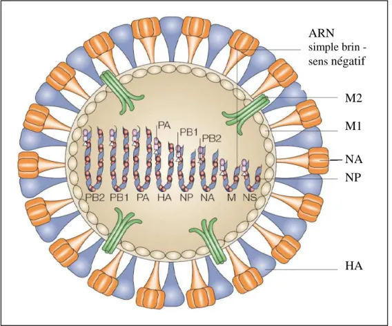 Figure 13 : Schéma d’un Influenzavirus de type A  D’après Horimoto, 2005 [32] 
