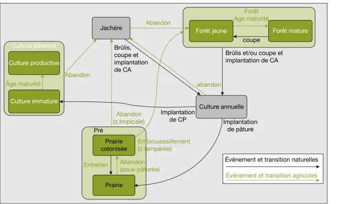 Figure 4. Diagramme d’e´tat-transition de la couverture ve´ge´tale.
