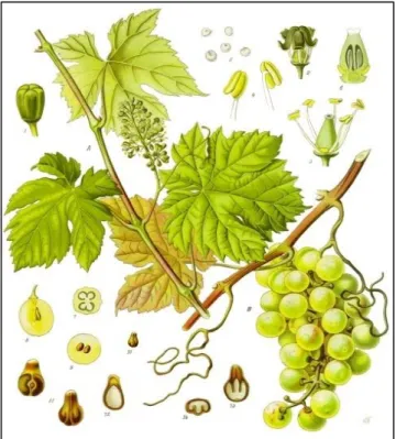 Figure 5 : Planche botanique de Vitis vinifera L. [34], [35] 