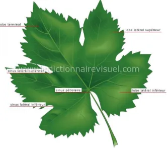 Figure 7 : Feuille de vigne [37] 