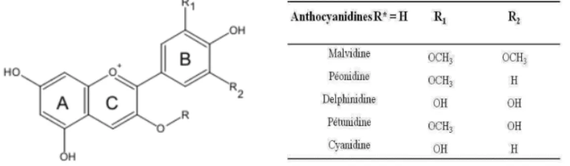 Figure 15 : Structures chimiques des principaux anthocyanidols chez Vitis 