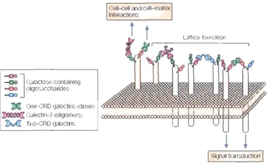 Figure 1.5  : Phénomènes d'association des galectines de la surface cellulaire et induction  de signaux intra et extracellulairei 