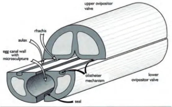 Fig. 1. Schematic of the middle region of a typical ovipositor Rahman et al. (1998).