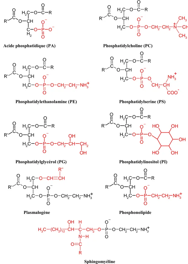Figure 14 : Structure des phospholipides. En couleur rouge les parties qui différencient chaque molécule 