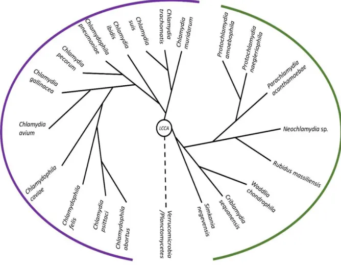 Figure 1: Schematic phylogenetic tree representing the different families of the Chlamydiales order