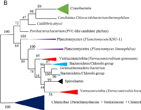 Figure 3: Schematic representation of maximum likehood phylogeny with bootstraps values mapped  into  the  branches  for  glycogen  branching  enzyme  (A)  and  ADP-glucose  Pyrophosphorylase  enzyme  (B)