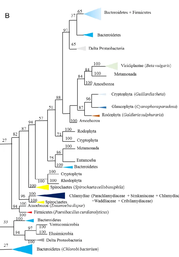 Figure 4: Schematic representation of maximum likehood phylogeny with bootstraps values mapped  into the branches for glycogen phosphorylase enzyme GlgP (A) and amylomaltase MalQ (B)