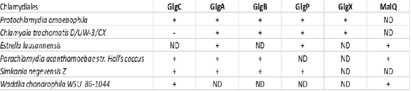 Table 2 : Summary table showing the secretion of the glycogen metabolism enzymes of Chlamydiales  by  the  heterologous  system  of  Shigella  flexnerii