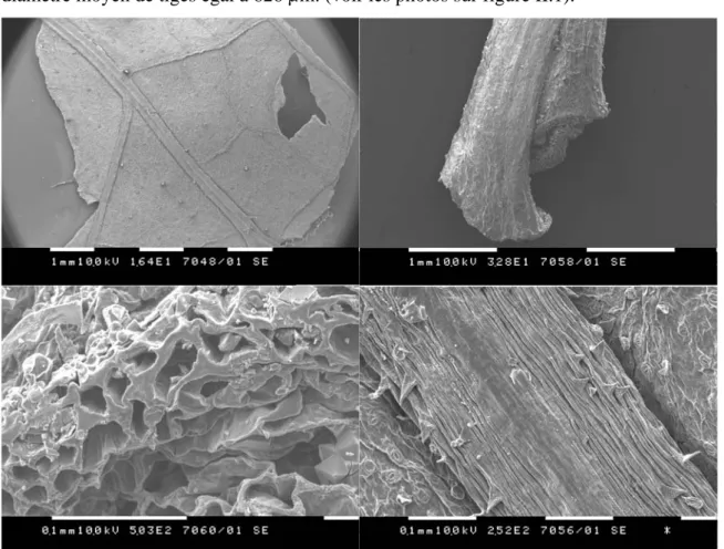Figure II.1 Photographies des diverses parties de la plante mélisse (Melissa offcinalis L.)  obtenues par microscopie électronique à balayage à différents agrandissements  